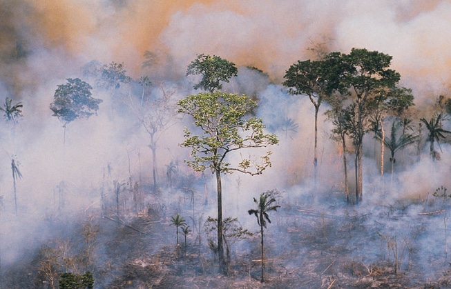 Skogbrann global oppvarming