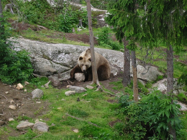 brunbjørn