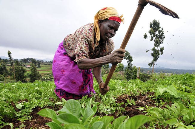 Kenyansk dame som jobber med jordbruk