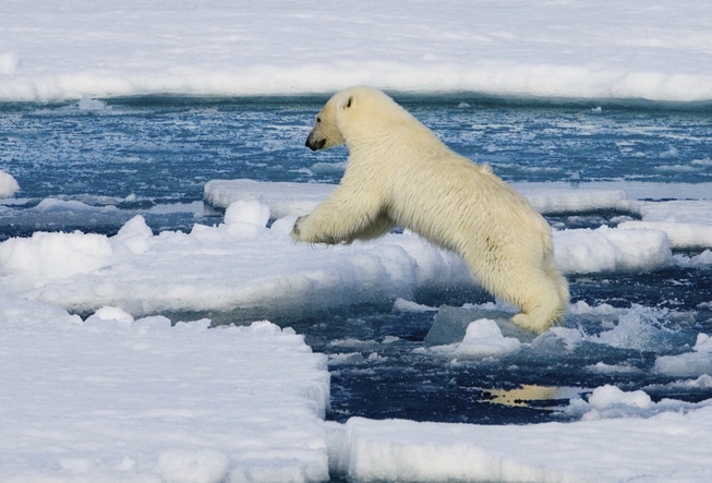 Isbjørn som lener seg på en isflak