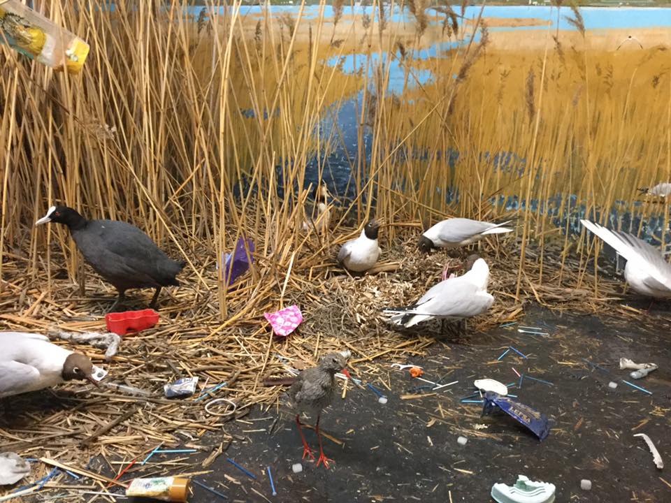 forsøppling fugler dyr ødeleggelse forurensning plast søppel