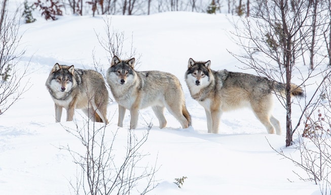 Tre ulver i snøen