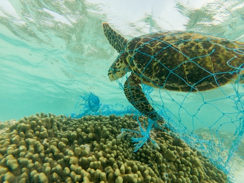 Plastforsøpling fra fiskeriutstyr utgjør en stor trussel for livet i havet. Istock: Aryfahmed
