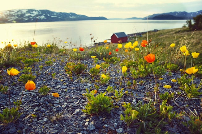 Repparfjorden blomster fjell