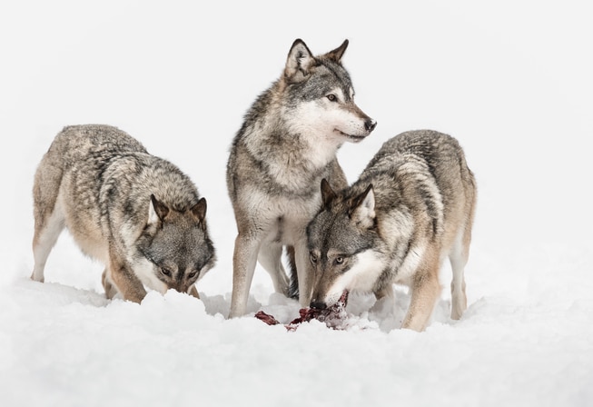 Ulver som spiser bytter sitt ute i snøen