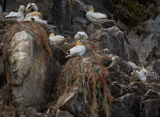 Natur dyr fugler forurensning søppel nett tau