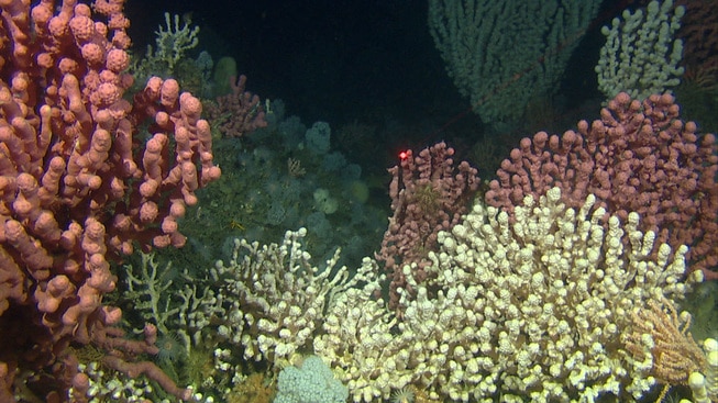 Fargerike koraller i havet