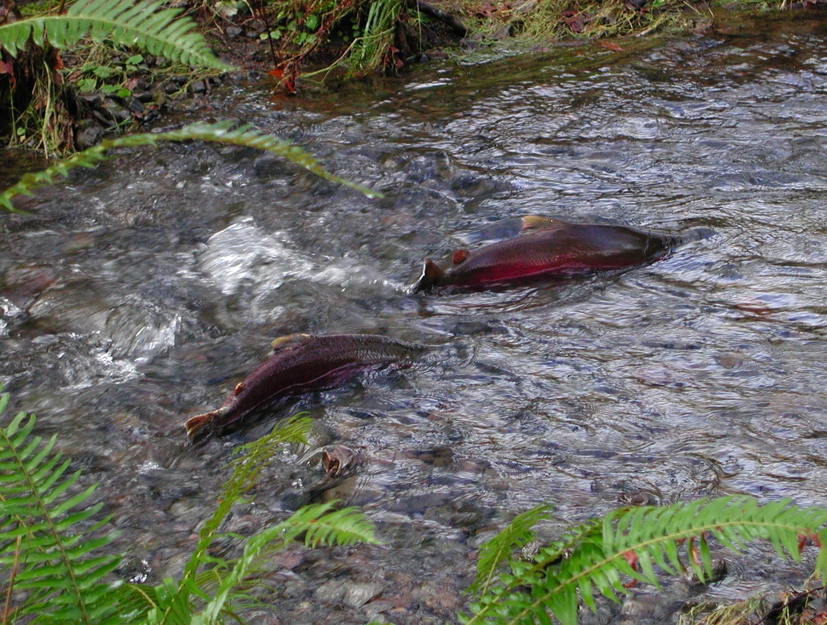 To coho-laks svømmer opp en elv i Tillamook-skogen i Oregon på vestkysten av USA for å gyte.  Foto: Oregon Department of Forestry