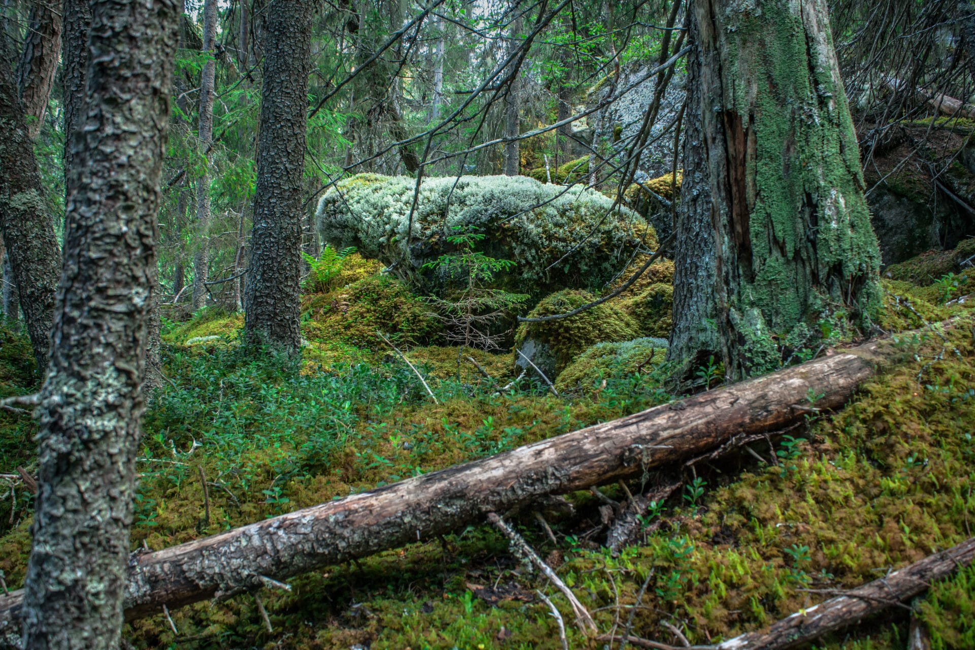 Gammelskog Øvre Åbjøra, Aurdal skog trær mose grønt bark natur