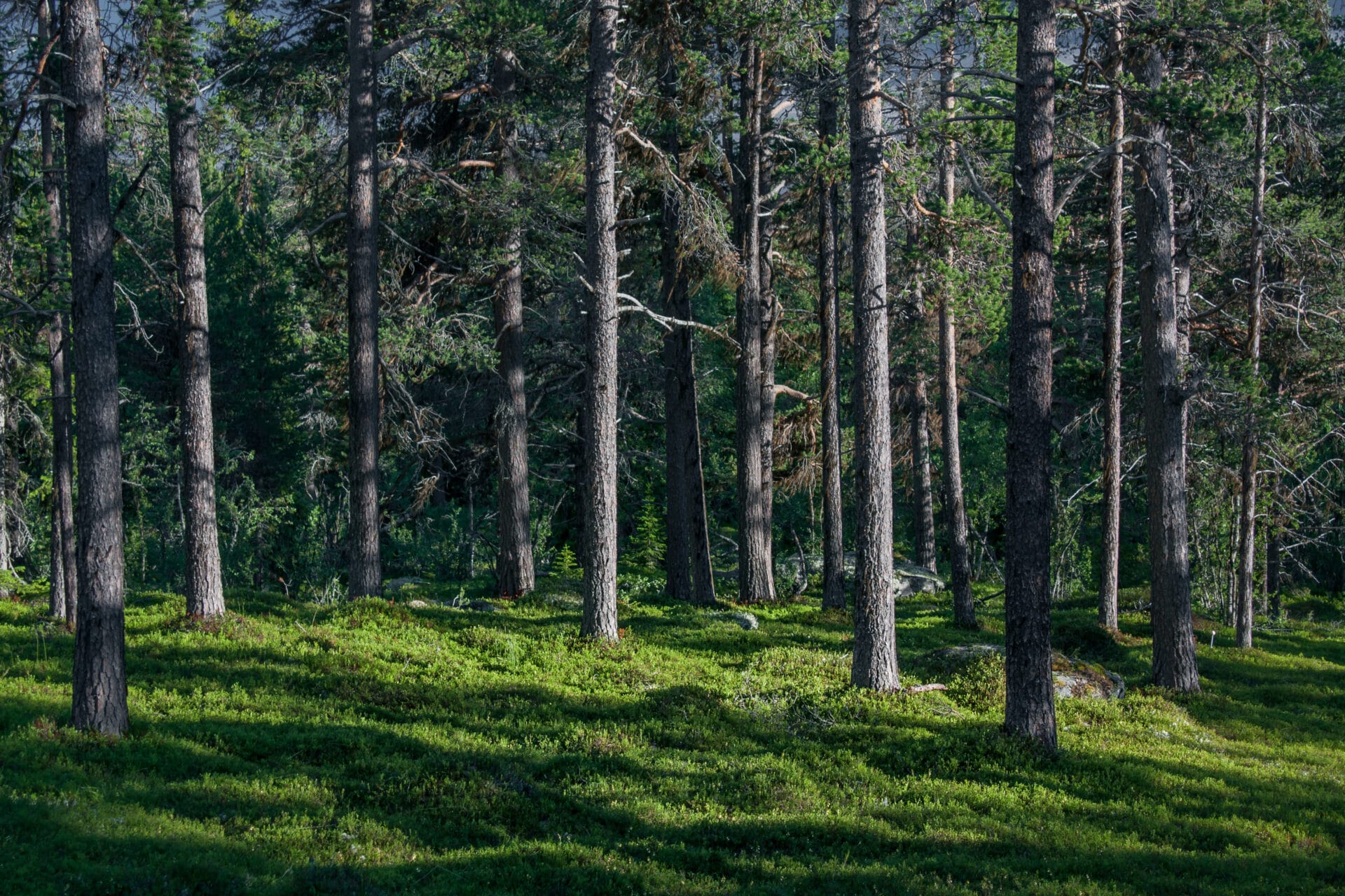 Murkhøvd, Valdres natur skog trær mose grønt, dyr og planter
