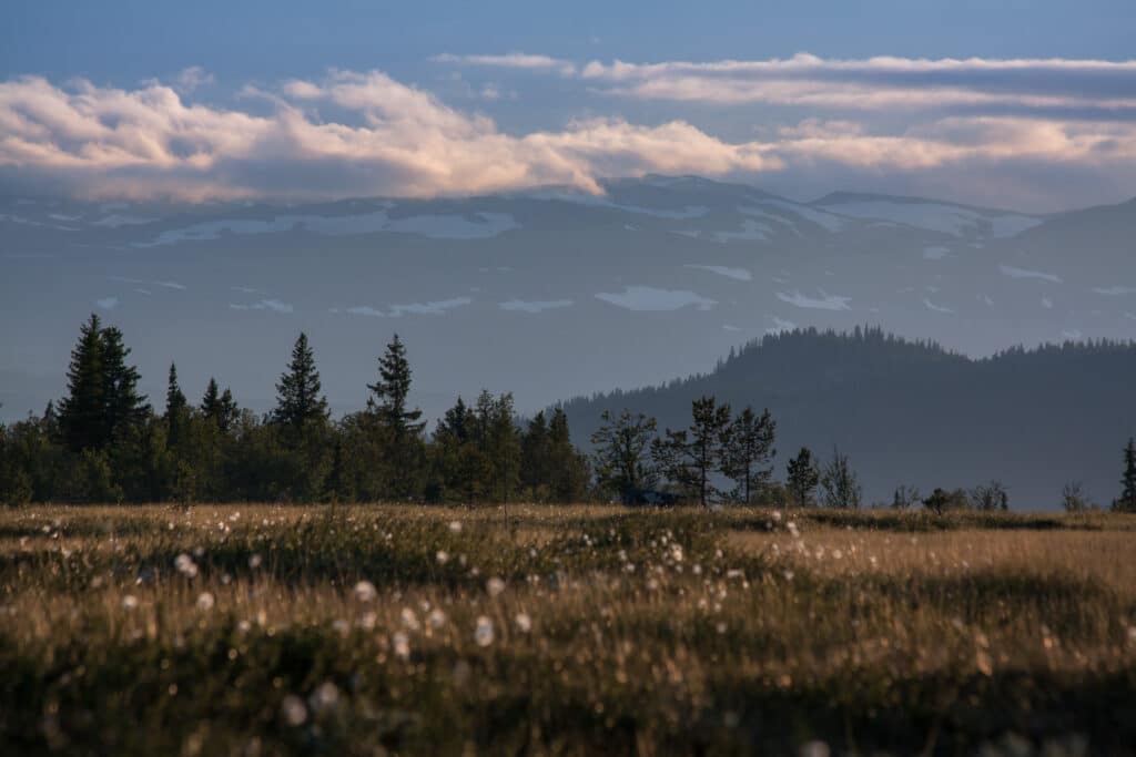 Yddin, Valdres, skog, myr, fjell