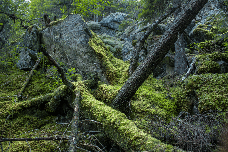 natur trær skog grønt mose