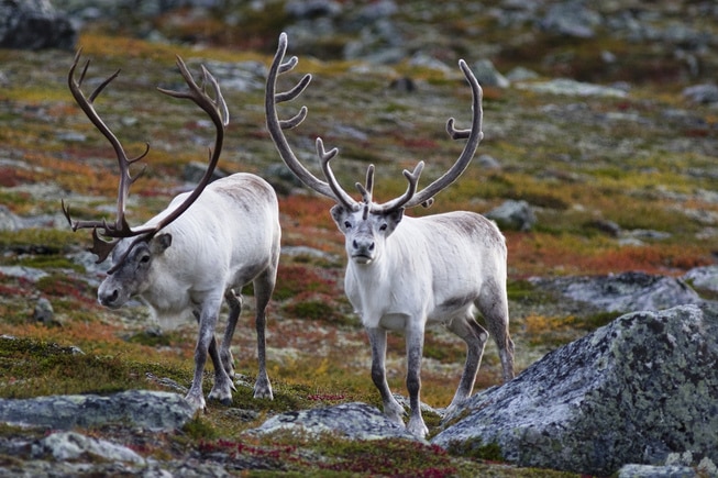 To reinsdyr i fjellterreng. Foto: PaulAnthonyWilson/Istockphoto.