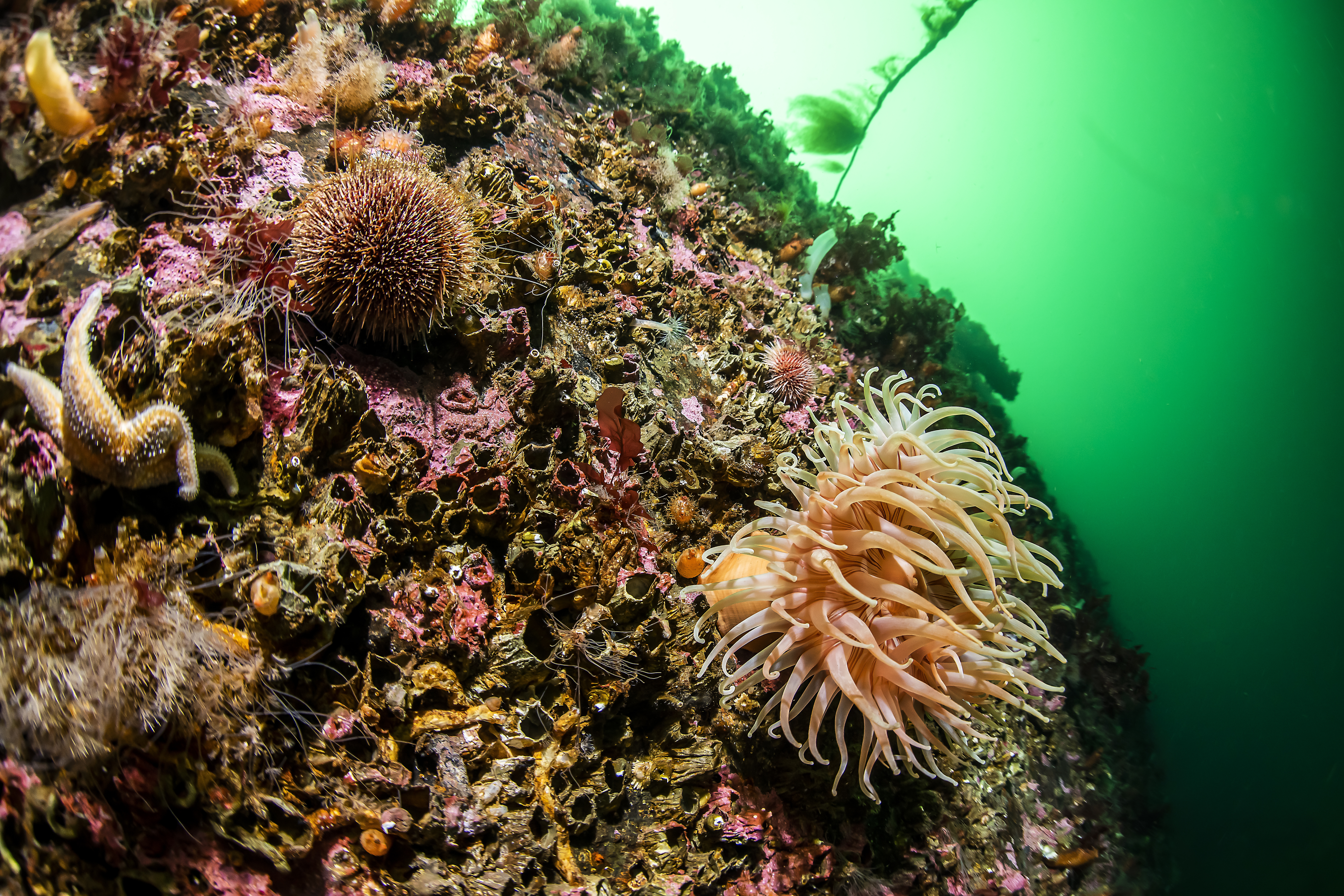 Stor sjøanemone, Urticina
eques, og vanlig
kråkebolle pluss mye
små biologi, Rapparfjorden utenfor Markoppneset. Foto: Erling Svensen