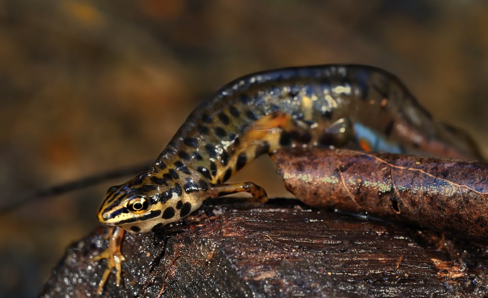 Liten salamander, salamanderdam rasert