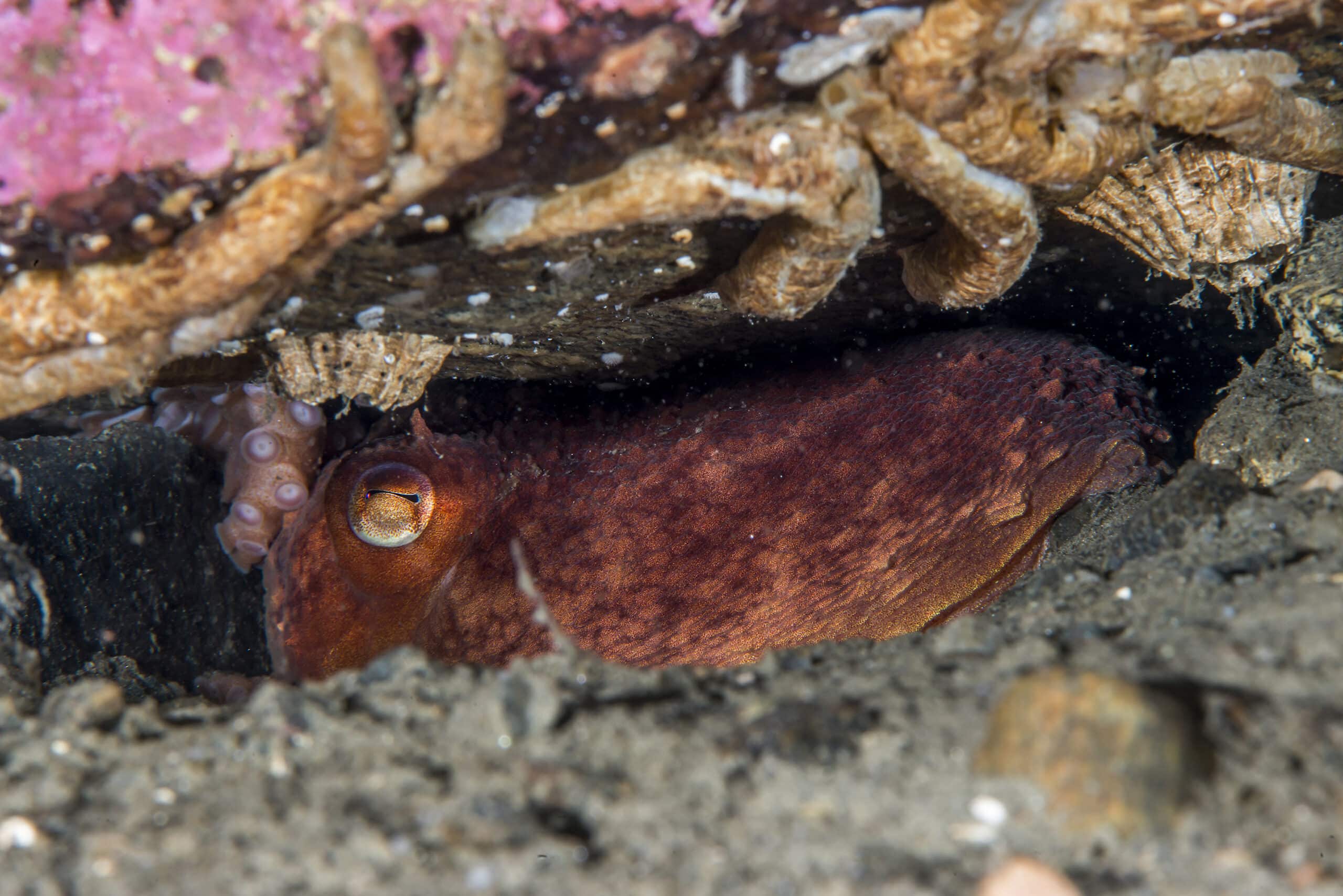 Åttearmet blekksprut på havbunnen