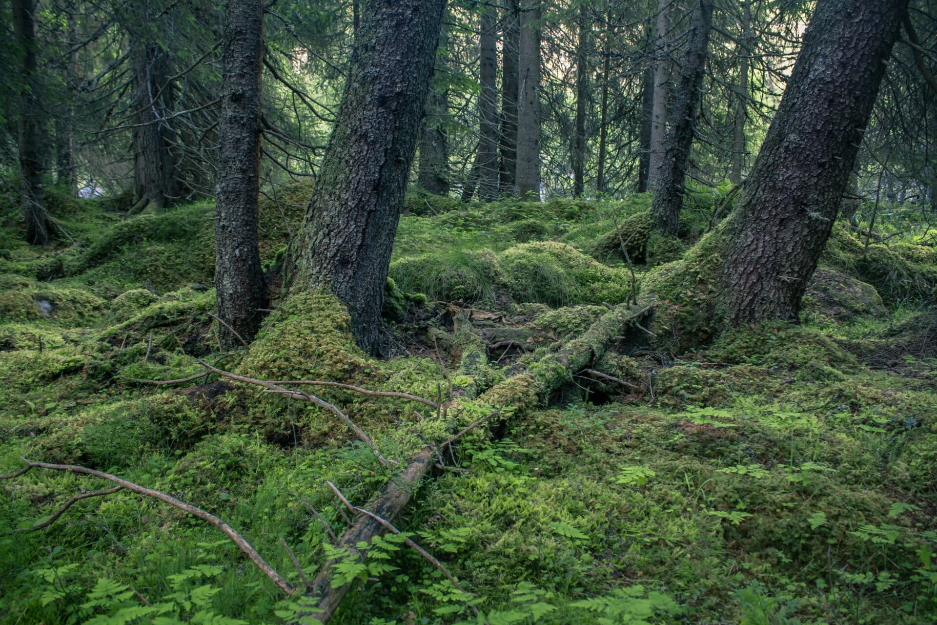 l-r-mer-naturvernforbundet