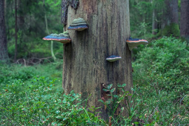 Skogen - Mer Enn Bare Trær - Naturvernforbundet