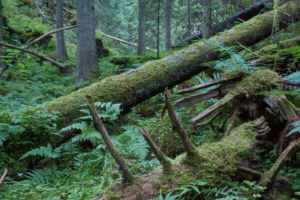 Skogen - Mer Enn Bare Trær - Naturvernforbundet