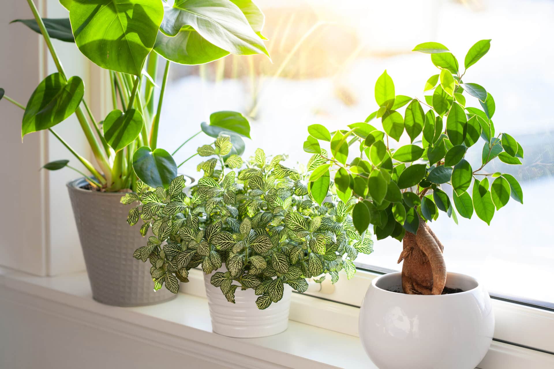 grønne planter i vindu