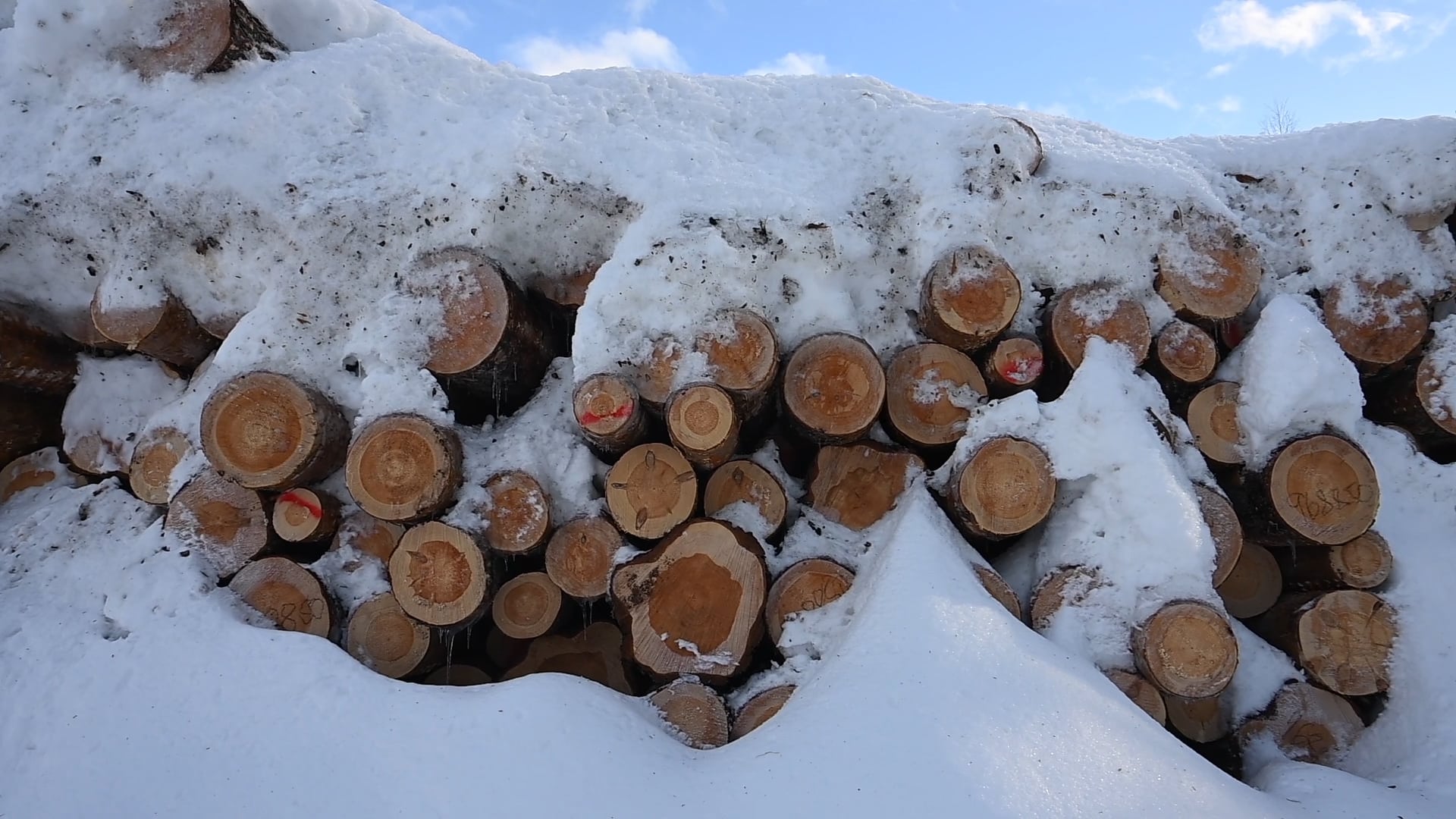 Tømmer etter hogst av rik sandfuruskog i Flesberg, januar 2023. Foto: Arne Nævra