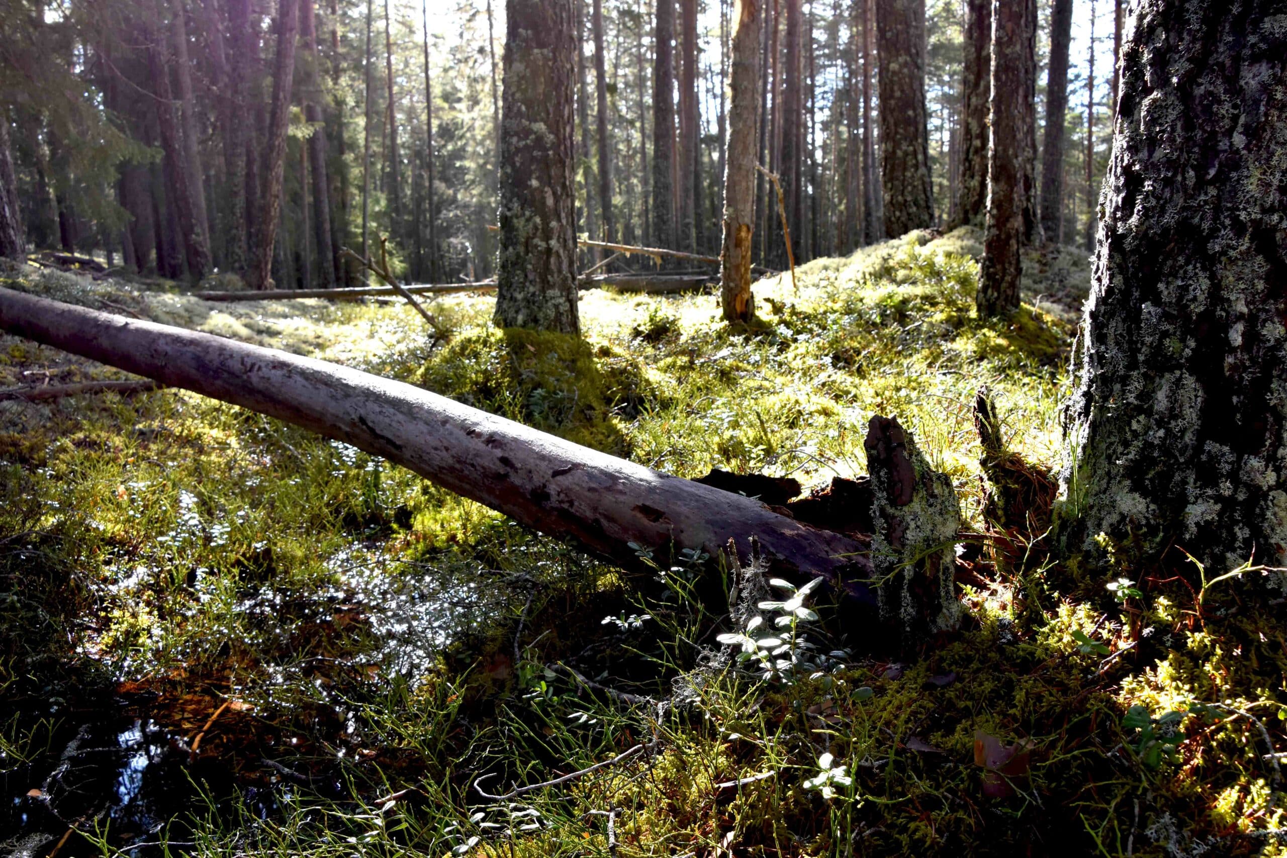 Gammelskog ved i Ramsås ved Follsjå i Telemark. Foto: Tor Bjarne Christensen