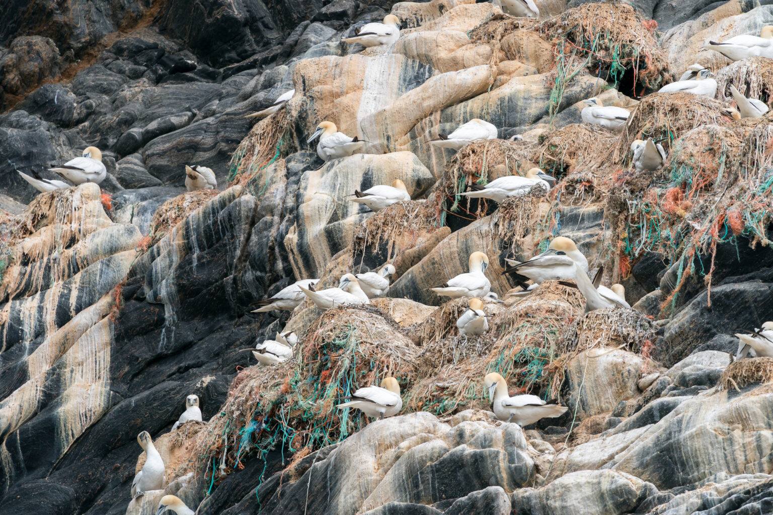 Plast i havet Naturvernforbundet