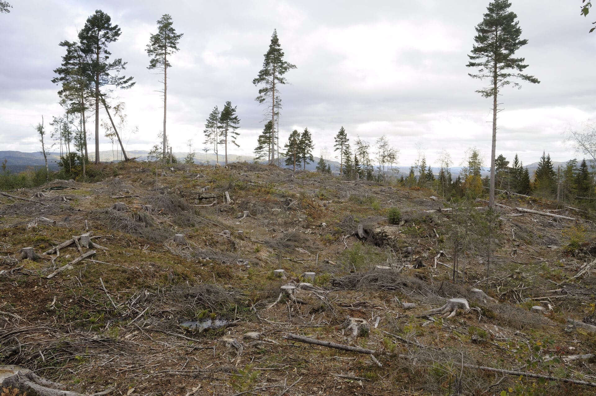 I Såsenskogen i Øvre Eiker ble det i perioden 2013 til 2018 gjort flere hogstinngrep i en verneverdig skog med ulike livsmiljøer som lavlandsnaturskog, gammel
kalkbarskog og rik sumpskog.
Foto: Naturvernforbundet