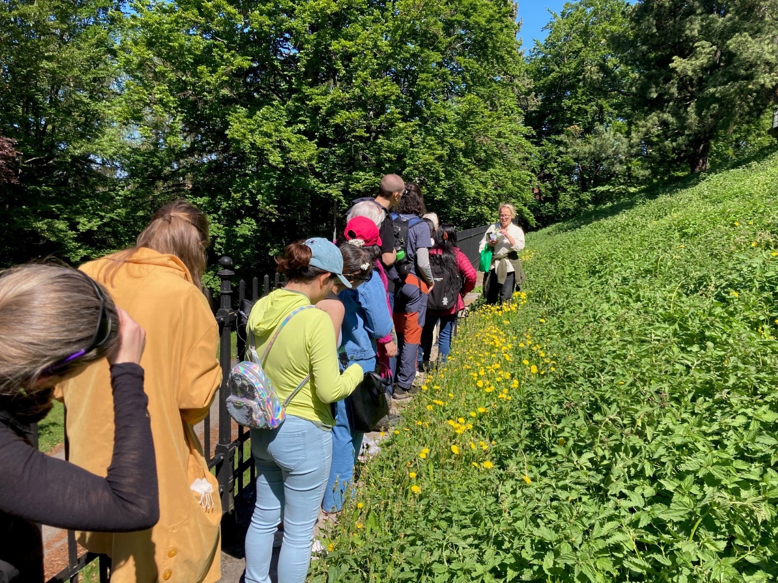 En gruppe som hører på turveileder snakke om en plante. De står på en sti og til høyre for de er en eng med løvetann.