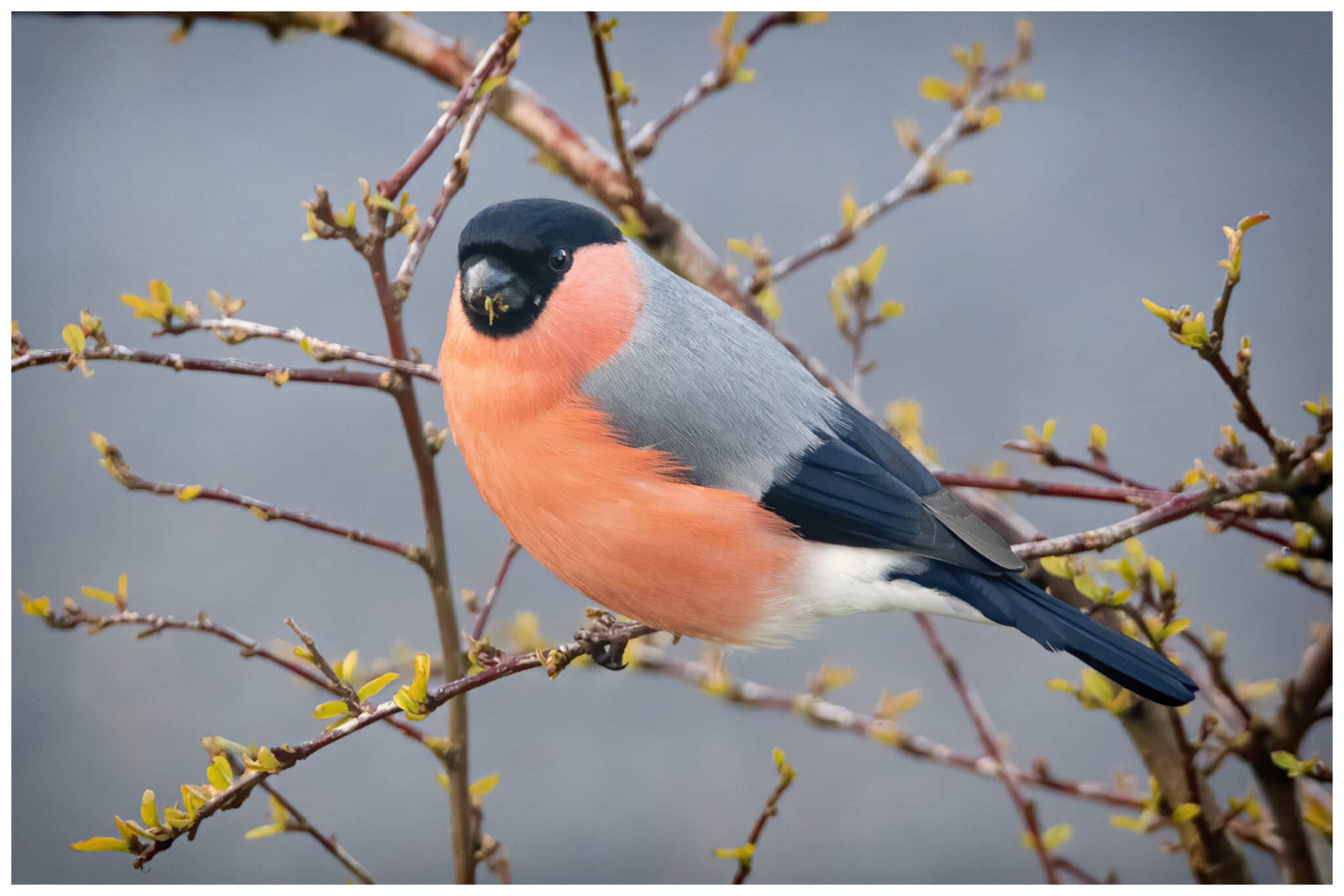 Norske Fugler Naturvernforbundet norske-fugler-naturvernforbundet
