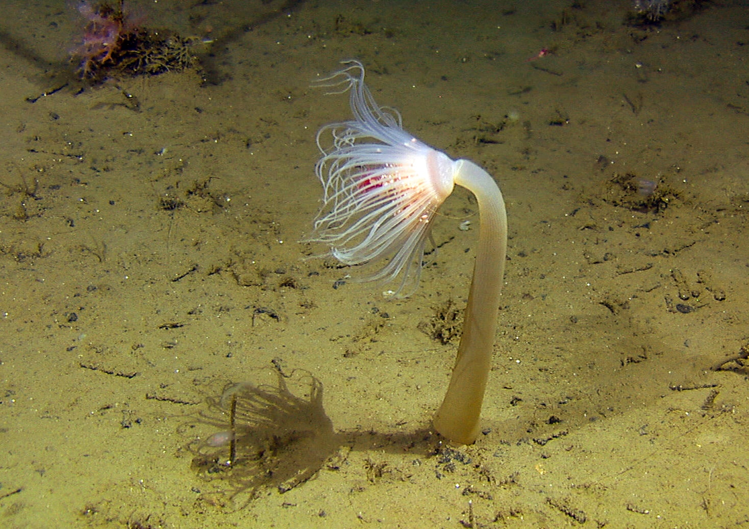 Kjempeadroide - en dyphavsorganisme med tentakler står på grå havbunn