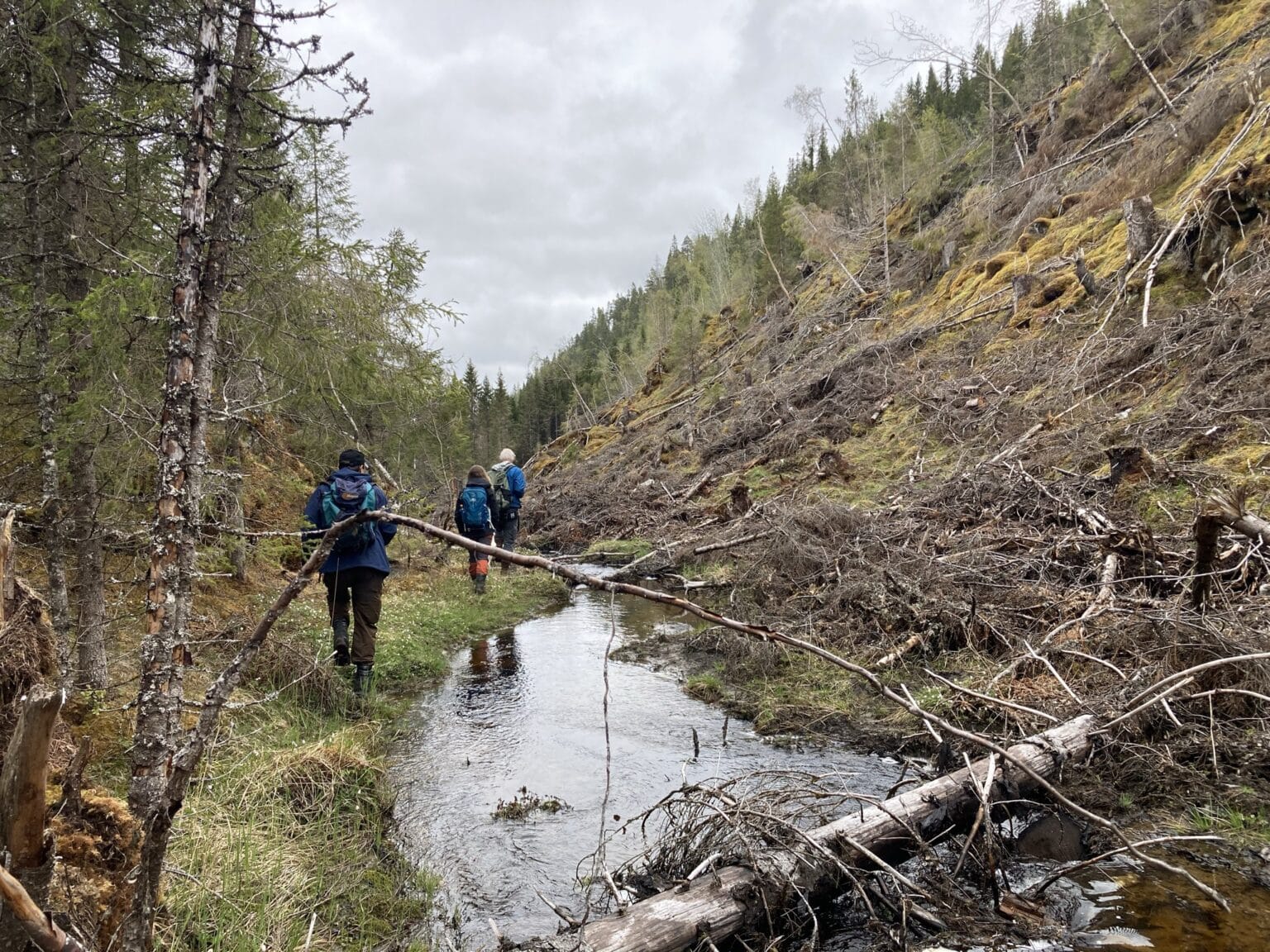 Sjokkerende Nedbygging Av Natur - Naturvernforbundet