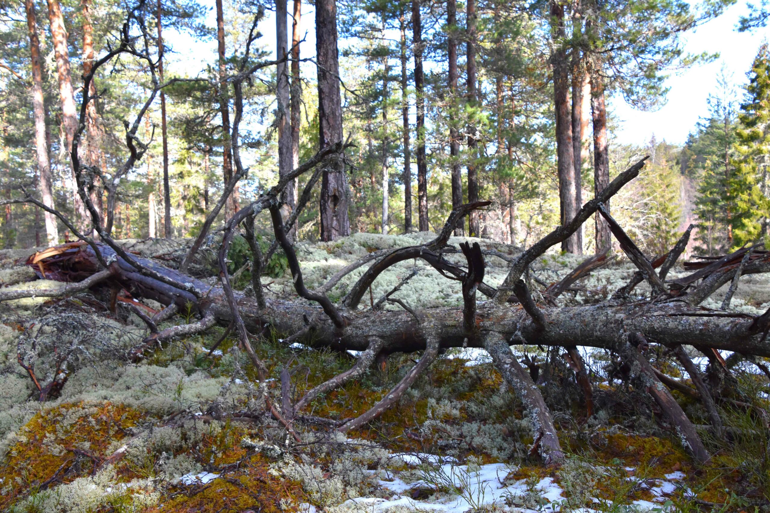 Gammelskog, veltet tre, lav og mose, Telemark