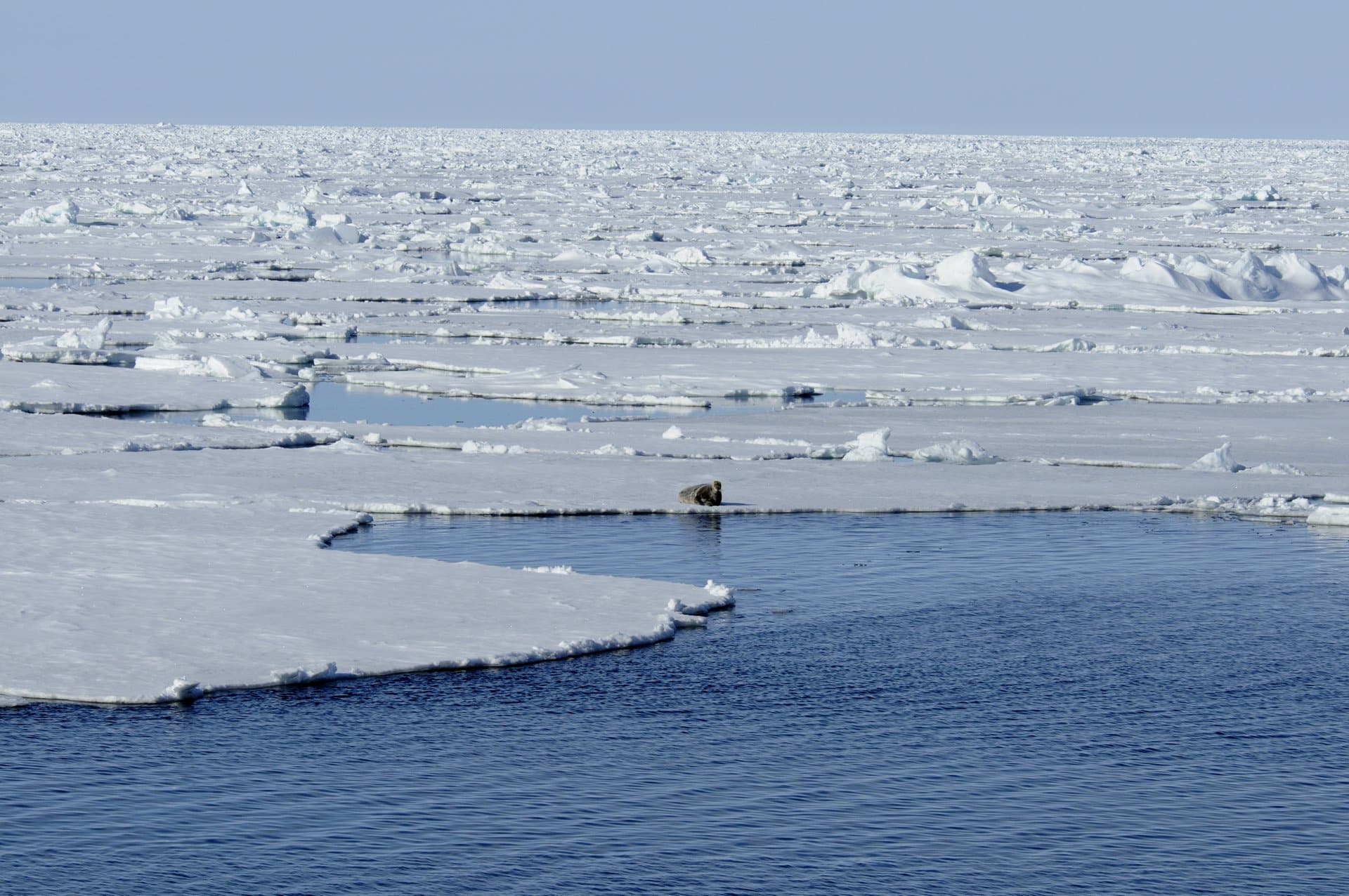 Iskantsonen er grunnlaget for alt liv i Arktis