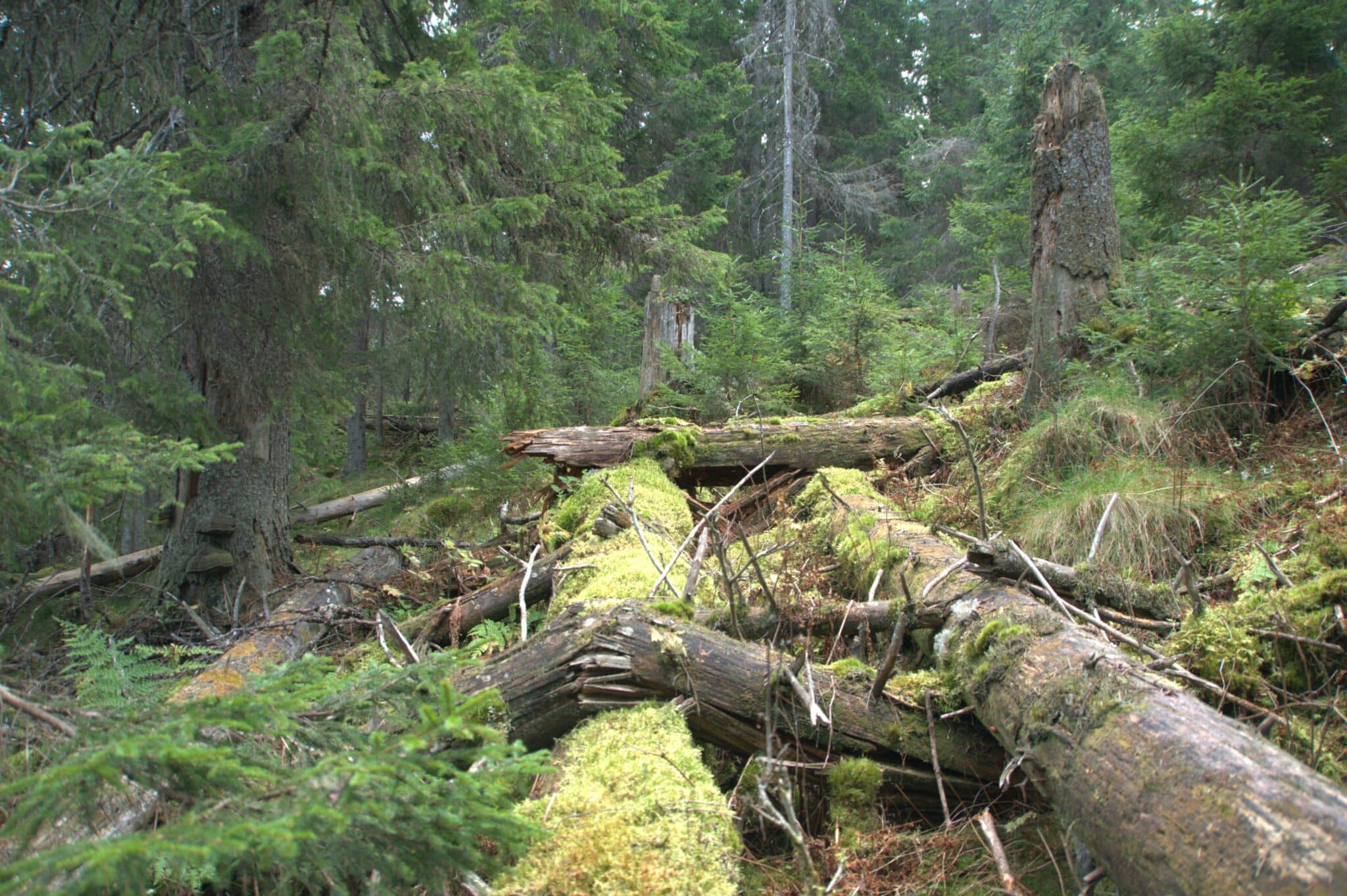 Skogen - Mer Enn Bare Trær - Naturvernforbundet