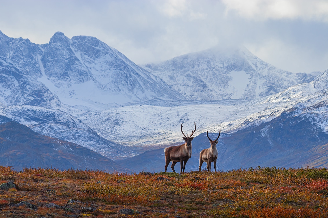 To reinsdyr i norsk fjellheim