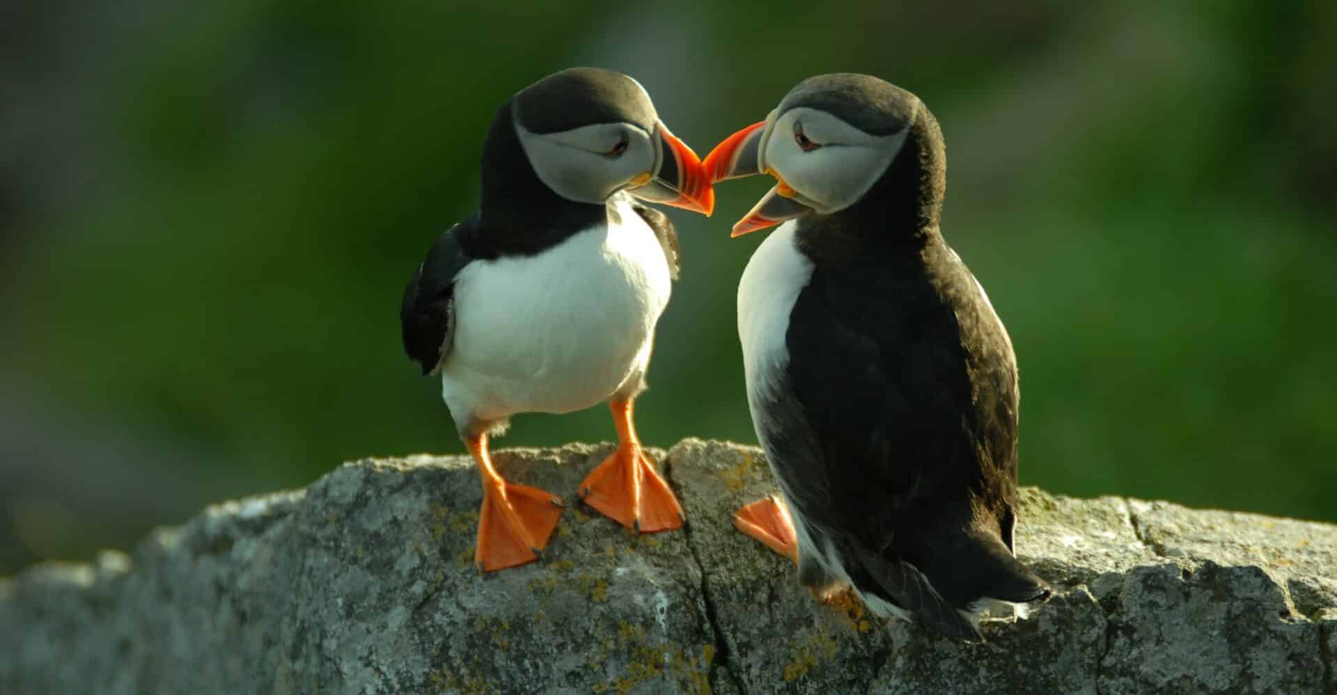 puffin