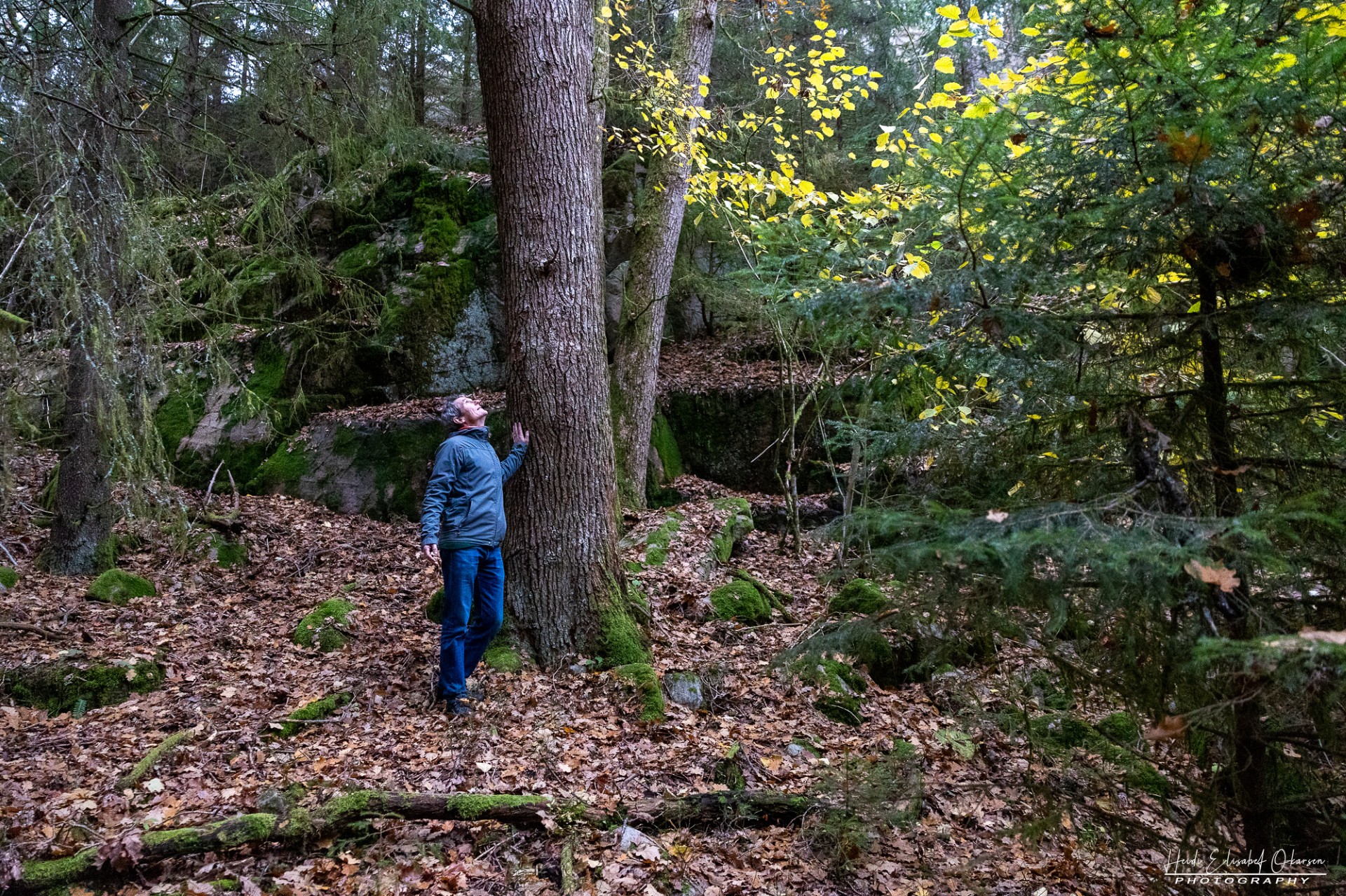 Toftebergskogen i Fredrikstad. Foto: Heidi Oskarsen