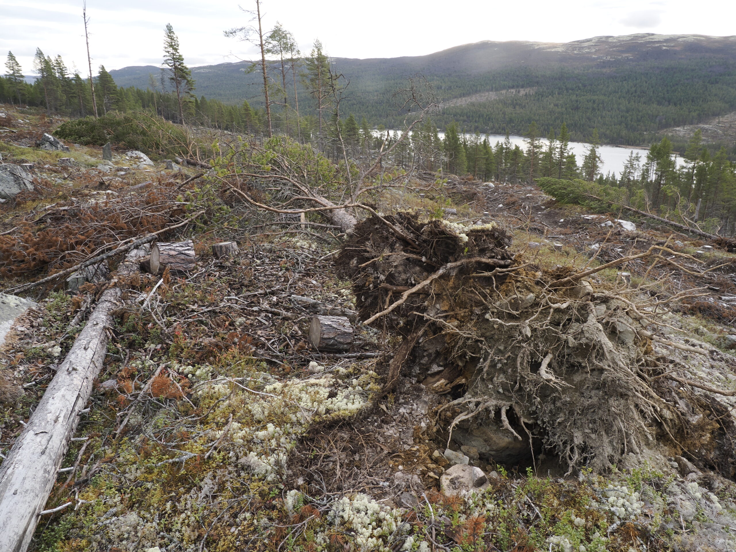 Hogstavfallet etter flatehogst i sandfuruskog i Borgåe i Hol i Buskerud.