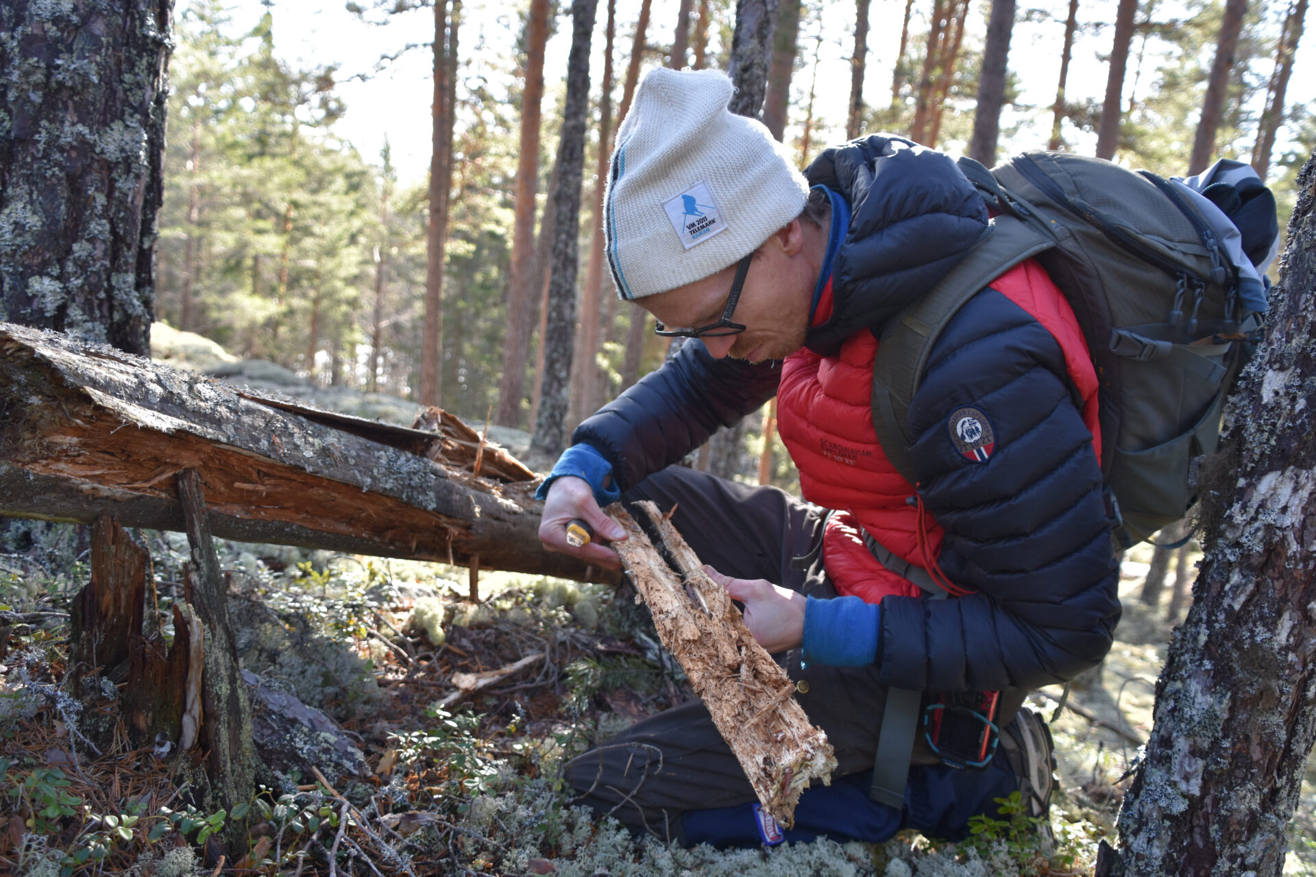 Biolog Sigve Reiso på jakt etter naturskogens mylder av liv. Her dokumenteres insekter i død ved av furu