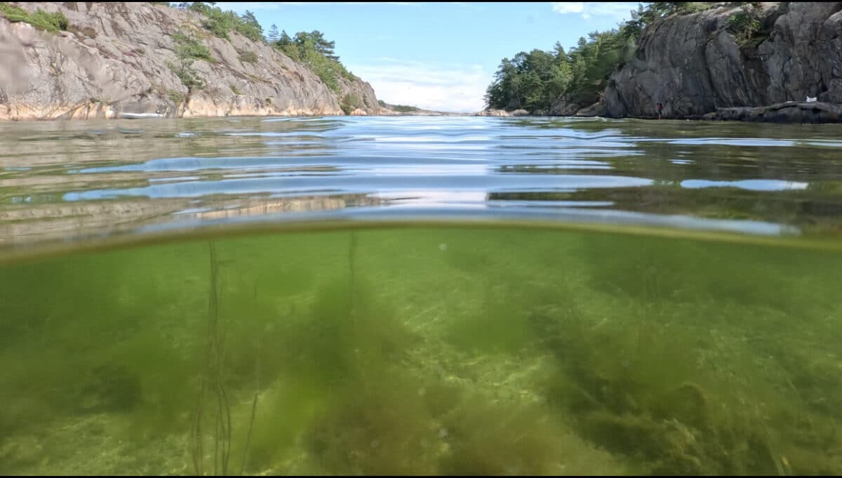 havet-naturvernforbundet