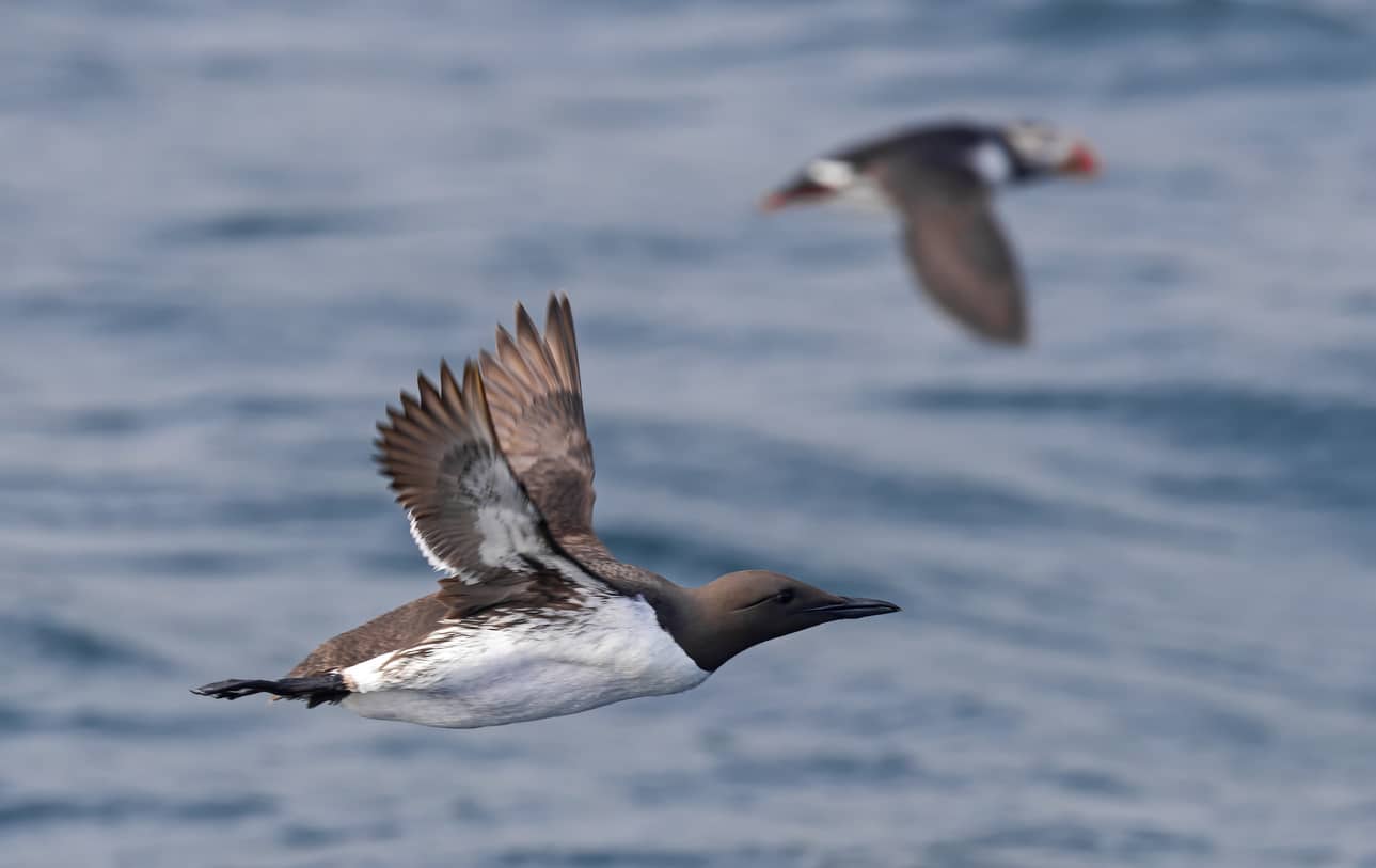 Sjøfugler flyr over sjø, lomvi og lundefugl. Foto: tane-mahuta