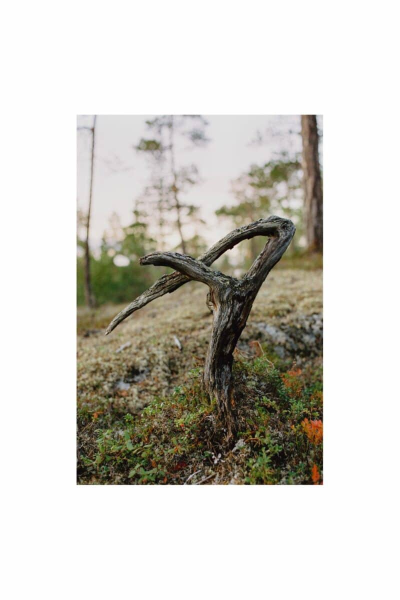 Død mini-krokfuru, Pasvik (2025)