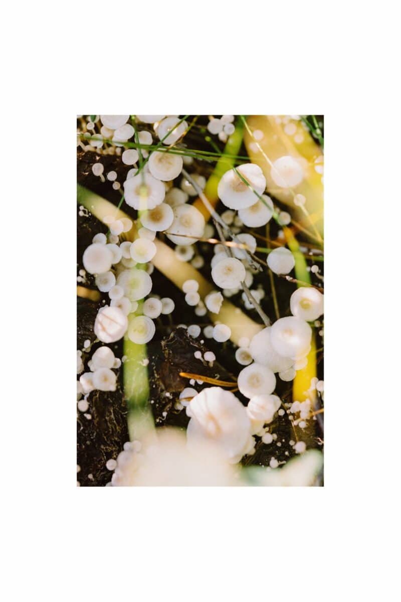 Soppnedbrytende sopp, Pasvik (2025)