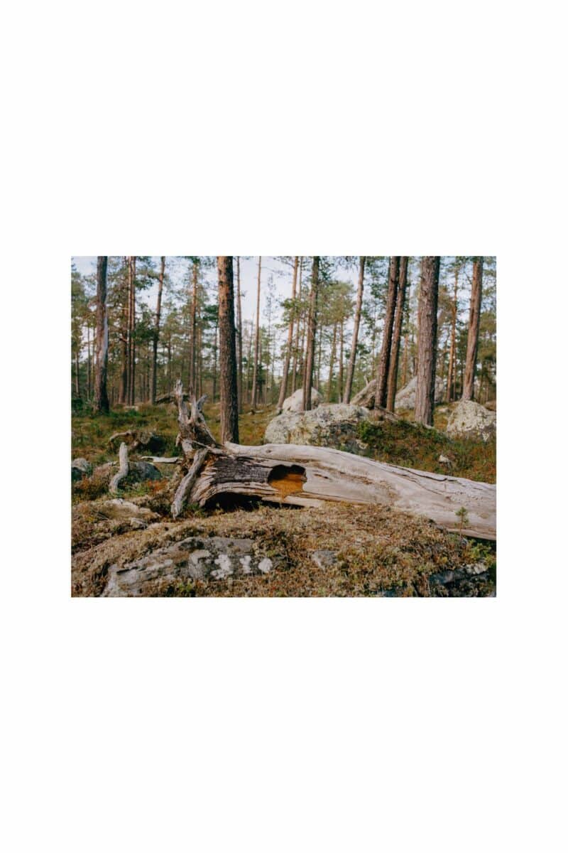 Hul furulåg, Pasvik (2025)