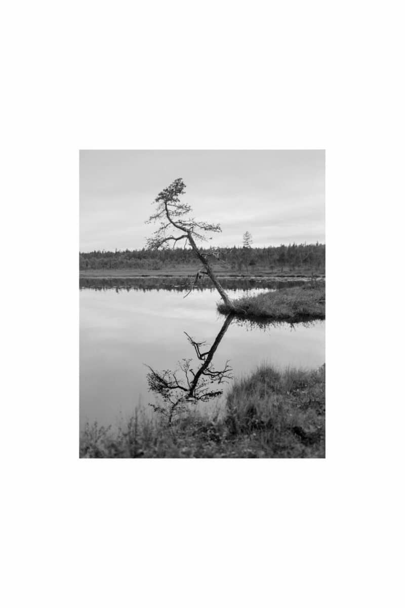 Furu på hengemyr, Pasvik (2025)