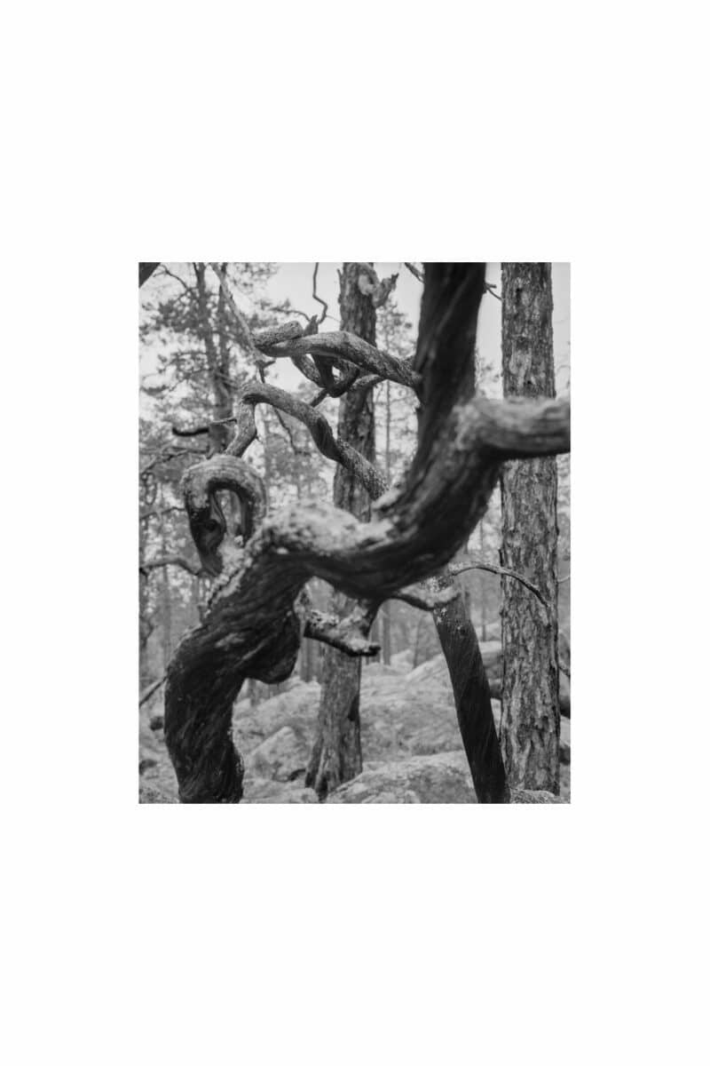 Krokete greiner på låg, Pasvik (2025)