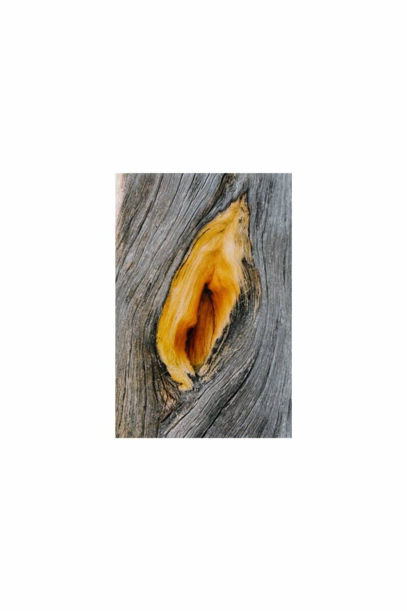 Kelofuru, Pasvik (2025)