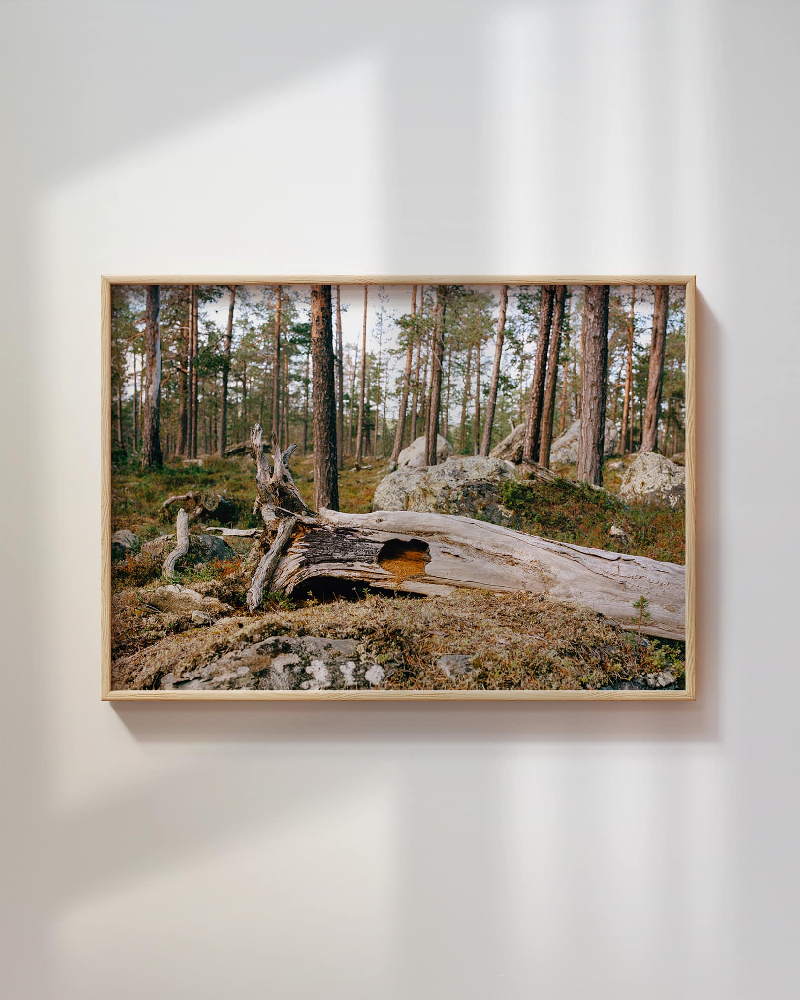 Hul furulåg, Pasvik (2025)