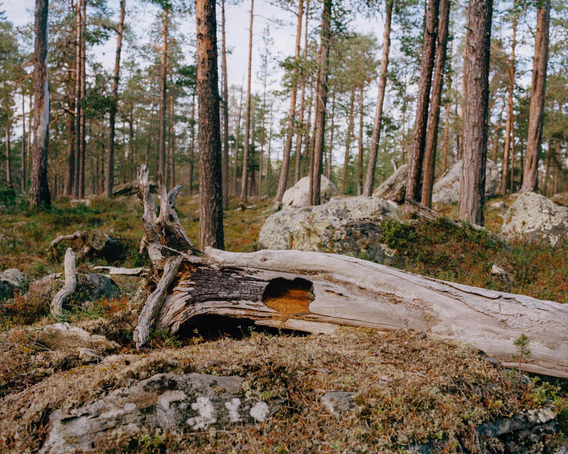 Hul furulåg, Pasvik (2025)